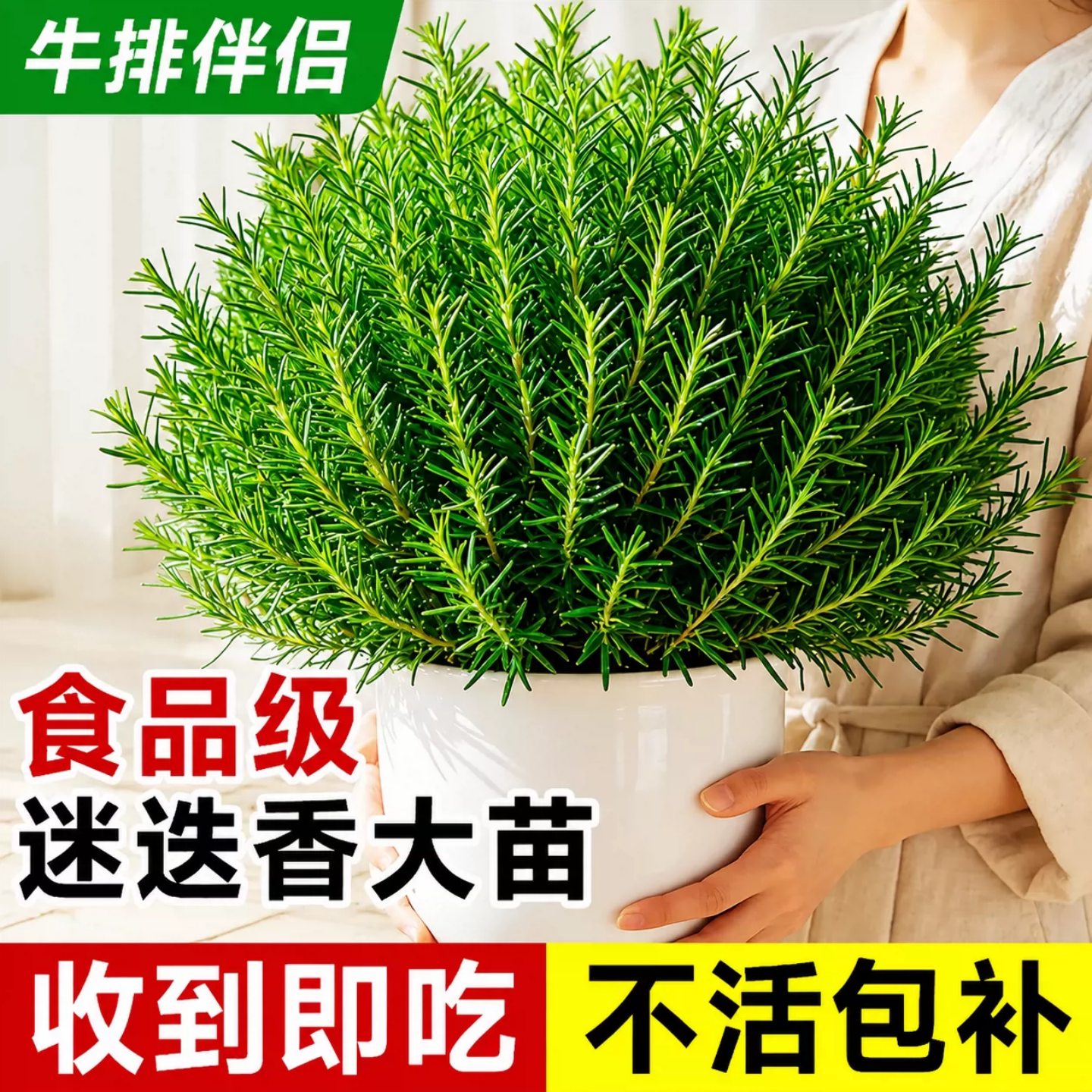 大盆迷迭香薄荷盆栽纯天然新鲜可食用香草植物阳台好养易种煎牛排