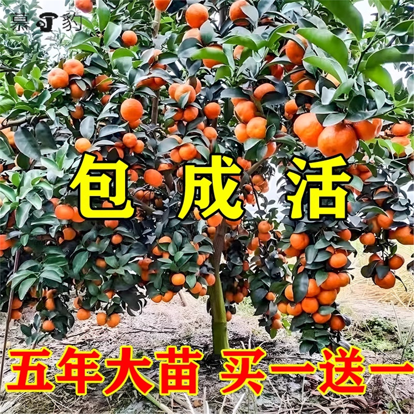 嫁接砂糖橘子苗树柑橘苗金桔树盆栽地栽无核蜜橘果树果苗当年结果