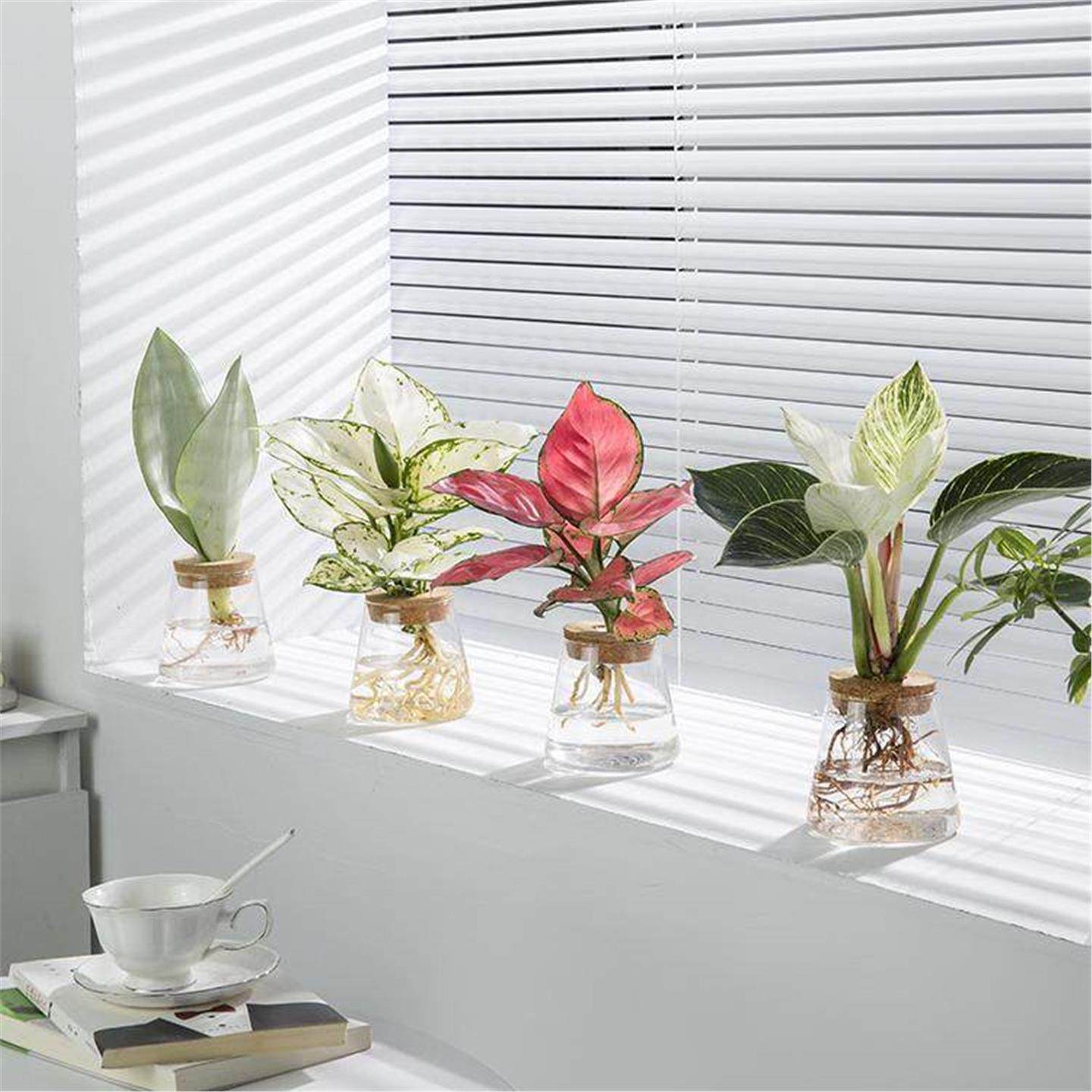 水培植物龟背竹春羽室内的桌面盆栽懒人好养净化空气办公室绿植,鲜花速递/花卉仿真/绿植园艺,绿植,淘宝优惠券,粉丝福利购,淘宝优惠卷