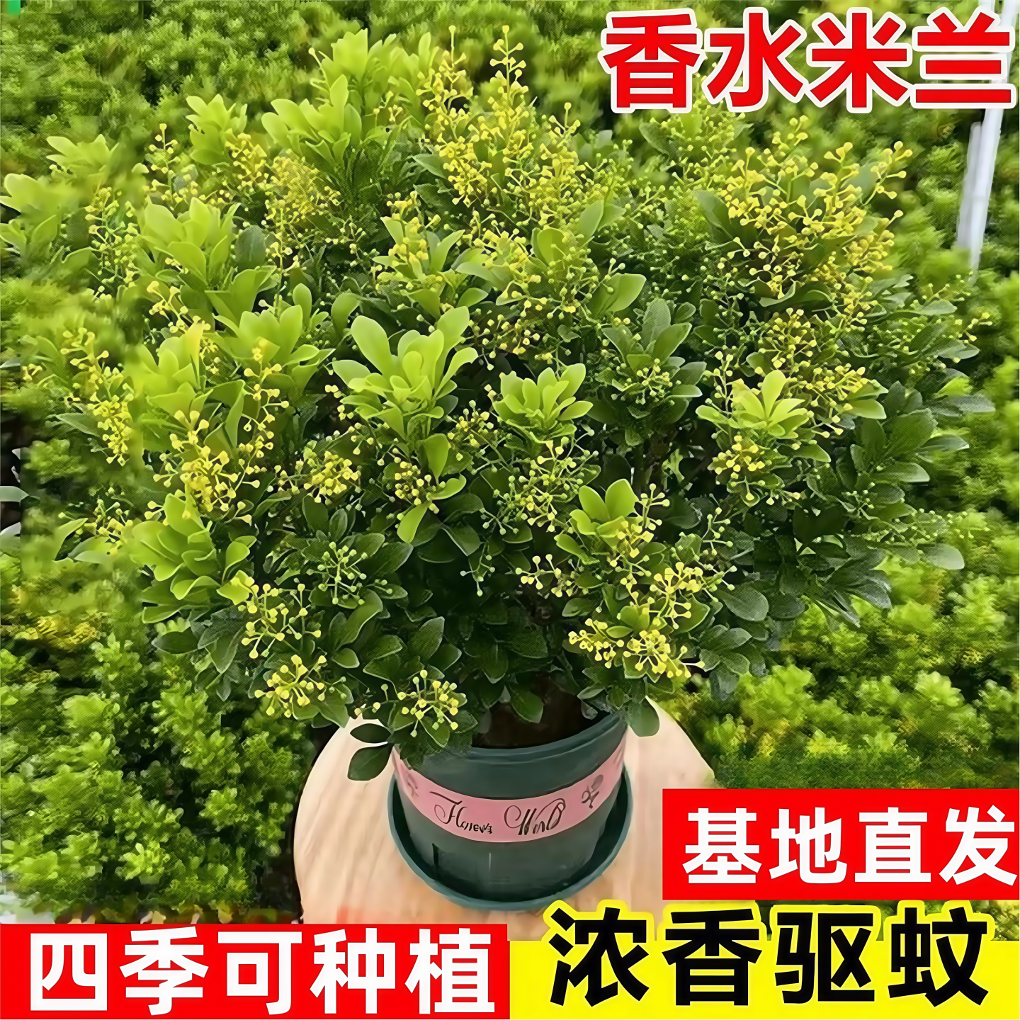 香水米兰花盆栽老桩带花苞树苗室内客厅浓香驱蚊花卉绿植四季花卉