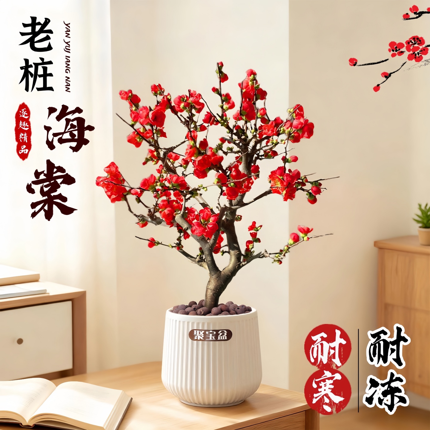 海棠花盆栽老桩树苗四季庭院开花