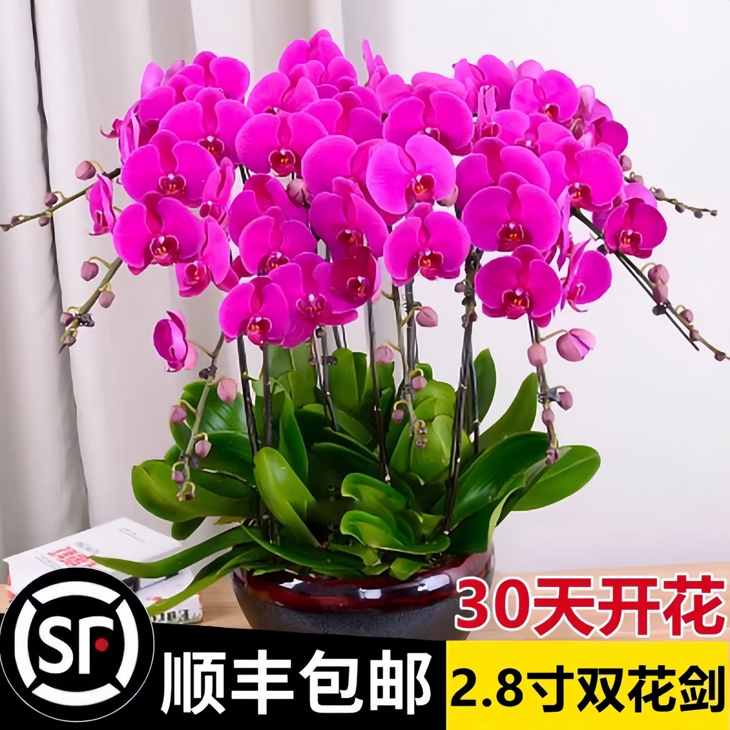 蝴蝶兰盆栽带花剑带花苞花苗兰花