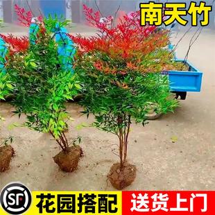 南天竹树苗庭院地栽花园搭配花镜植物四季常青好养活耐寒绿植花卉