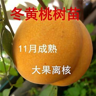 新品种霜黄金冬桃桃树苗嫁接晚熟超甜特冬黄桃树苗水果苗南北种植