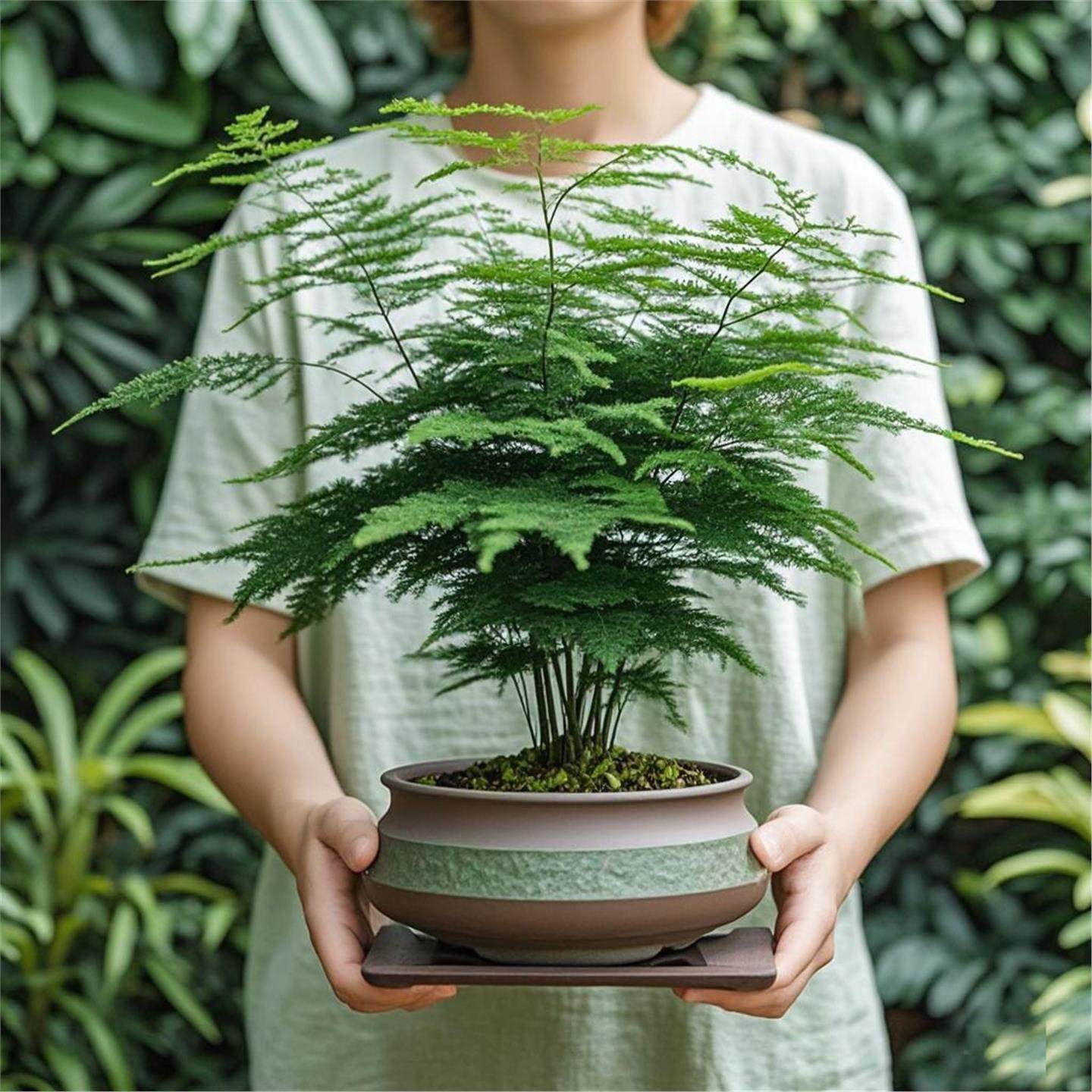 文竹盆栽室内客厅大号老桩造景小盆栽陶瓷盆净化空气四季常青植物,鲜花速递/花卉仿真/绿植园艺,造型盆景,淘宝优惠券,粉丝福利购,淘宝优惠卷