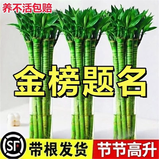 文昌竹龙竹富贵竹植物富贵竹水培植物带客厅培富贵竹植物客厅招财
