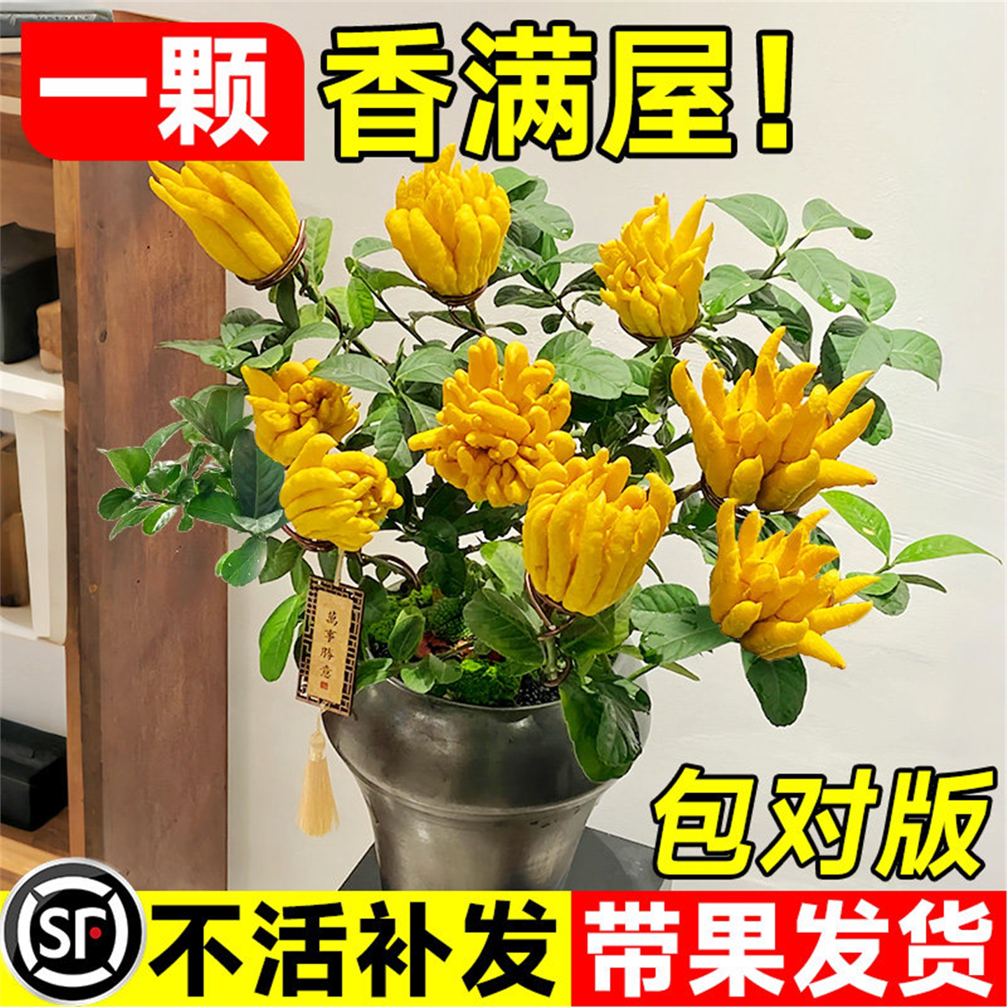 佛手柑树苗盆栽带果室内阳台庭院老桩金华佛手鲜果树好养花卉绿植