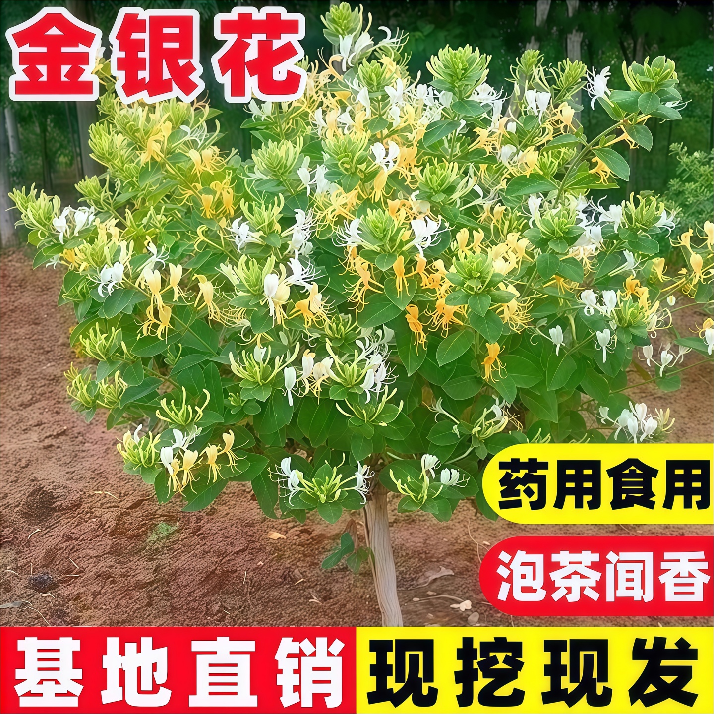 金银花树苗盆栽地食用药爬