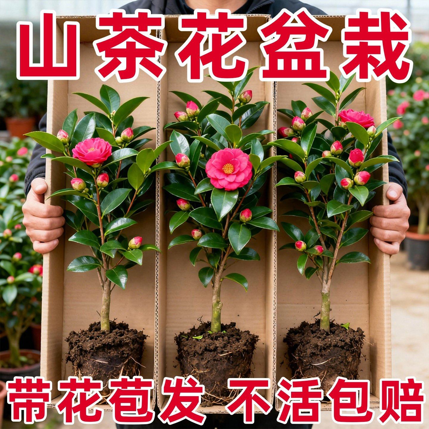 茶花树苗山茶花盆栽四季香妃五色赤丹室内花卉花苗阳台开花植物,鲜花速递/花卉仿真/绿植园艺,时令草本花卉,淘宝优惠券,粉丝福利购,淘宝优惠卷