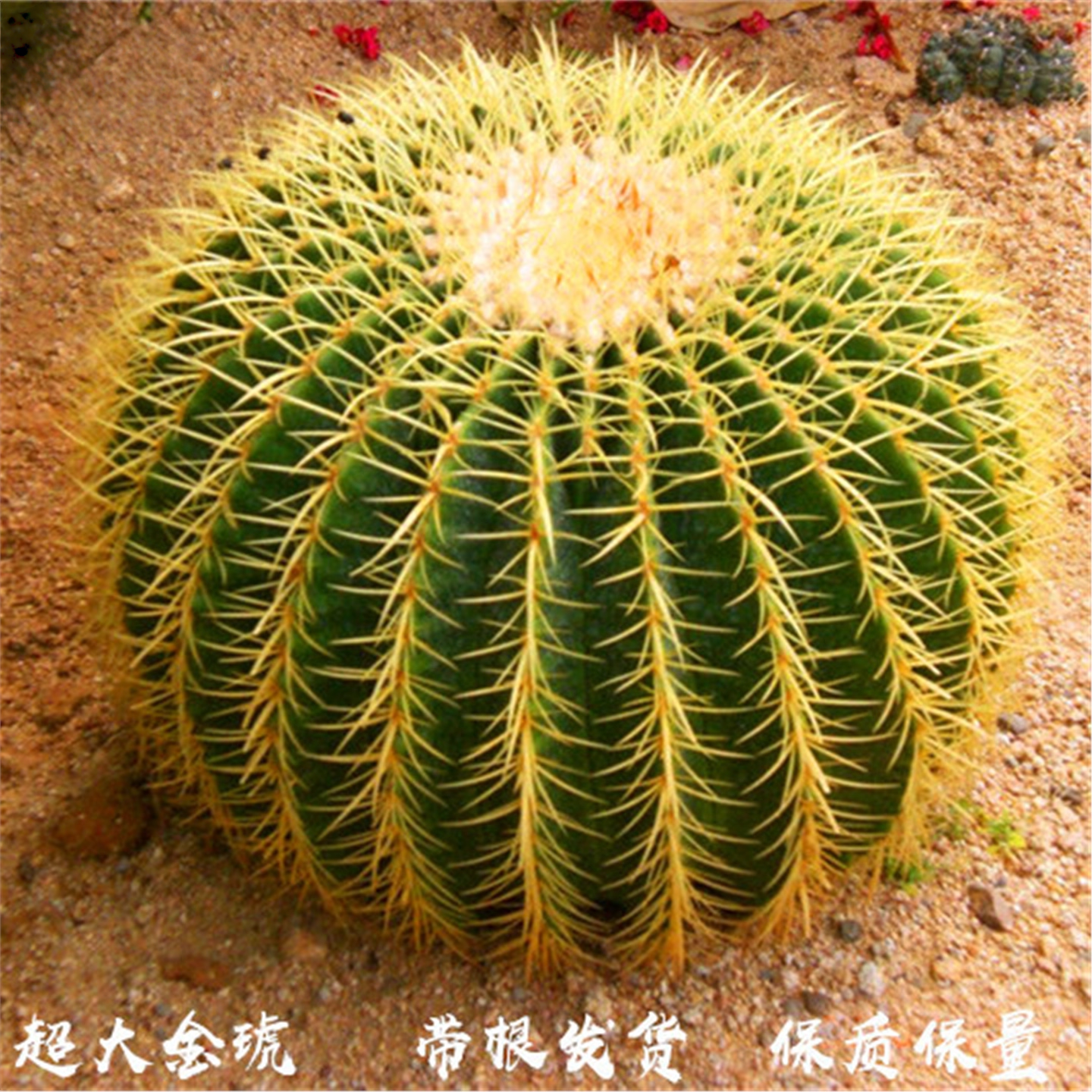 大号金琥金虎仙人球盆栽室内多肉