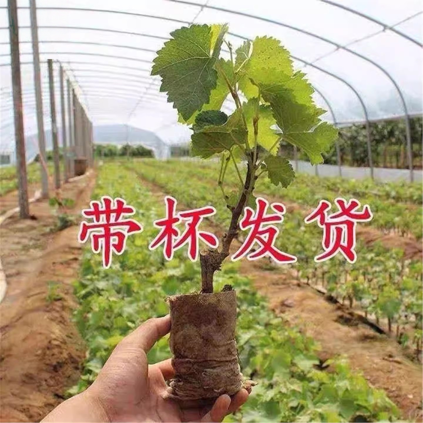 特大巨峰无籽阳光玫瑰爬藤树苗