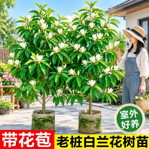 白兰花老桩盆栽带苞阳台庭院观赏