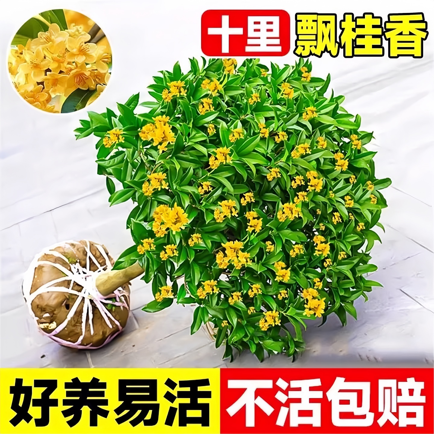 四季桂花树苗盆栽浓香型庭院地栽