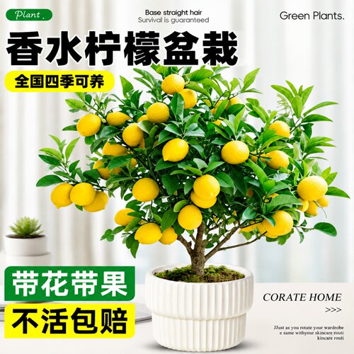 香水柠檬树盆栽老桩带果室内阳台