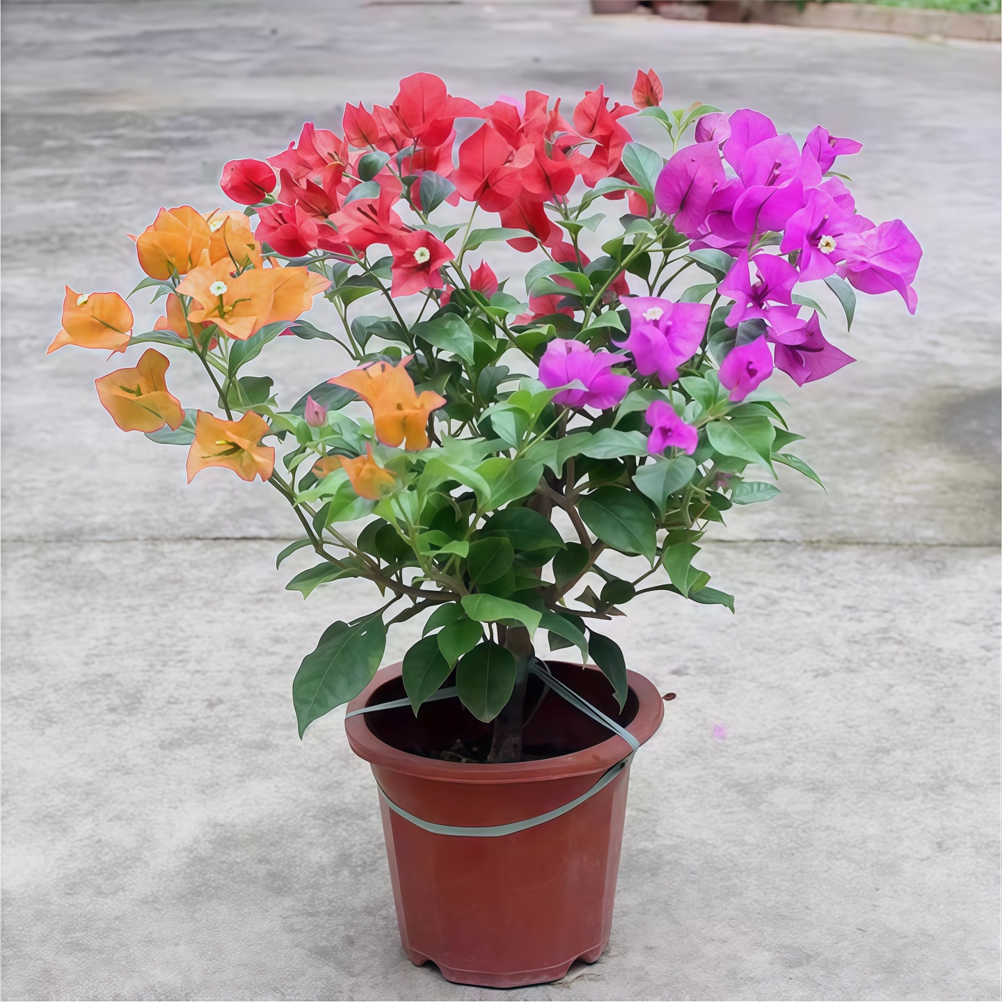 三角梅开花不断盆栽大苗带花苞