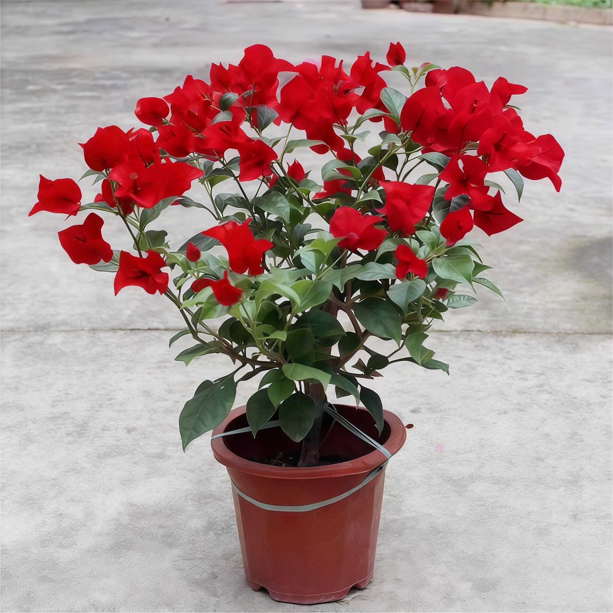 三角梅开花不断盆栽大苗带花苞