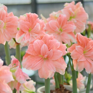 荣耀朱顶红荷兰进口重瓣朱顶红种球鬼魅地栽球根观花植物盆栽花卉