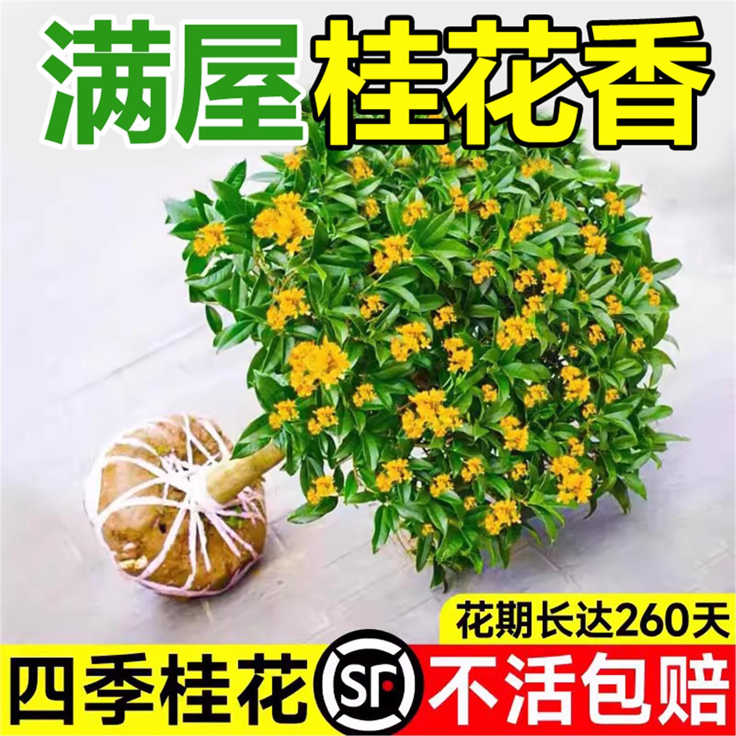 四季桂盆栽桂花树苗开花不断室内