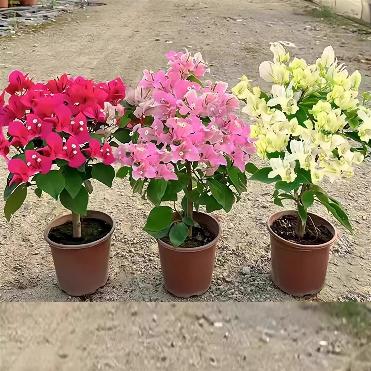 三角梅盆栽带花老桩绿樱树苗客厅阳台四季花卉耐寒爬藤植物花卉苗,鲜花速递/花卉仿真/绿植园艺,时令草本花卉,淘宝优惠券,粉丝福利购,淘宝优惠卷