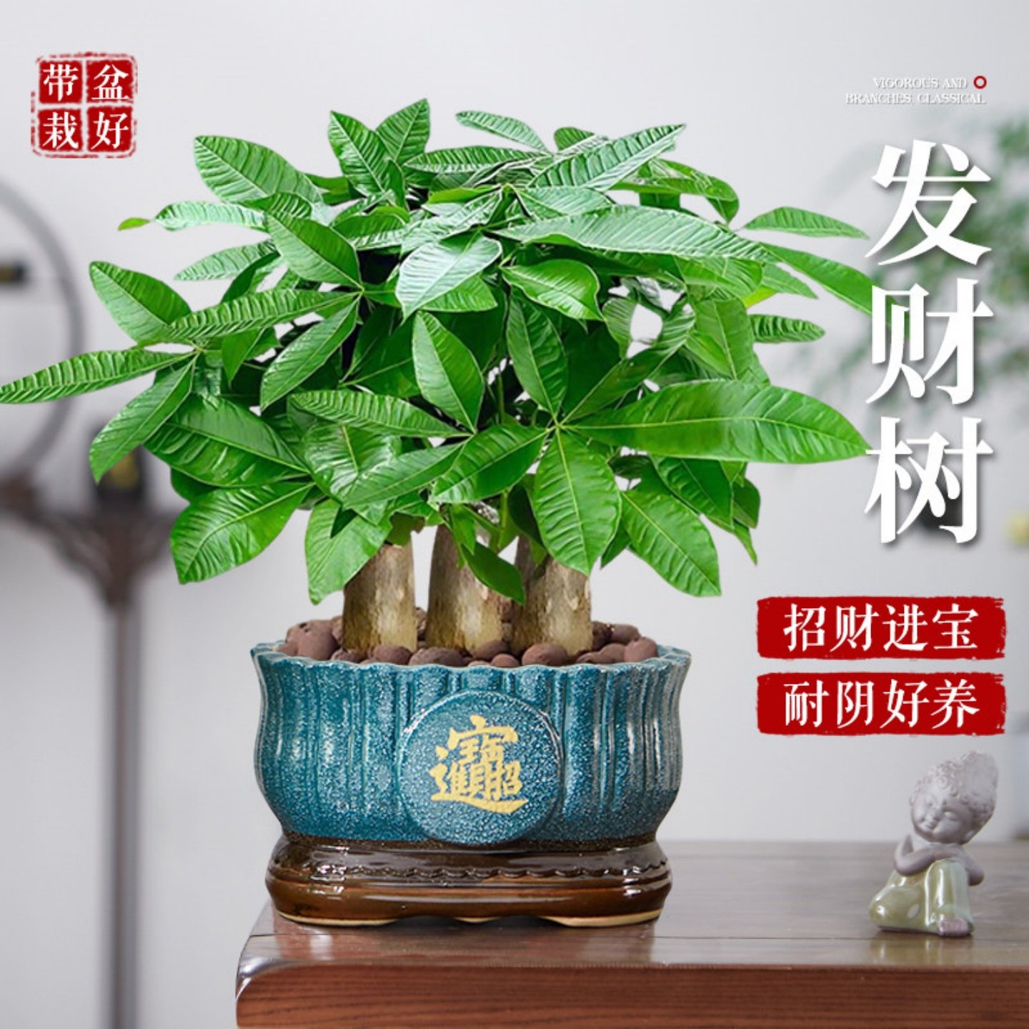 发财树小盆栽室内客厅办公室桌面绿植花卉四季常青植物招财树盆景,鲜花速递/花卉仿真/绿植园艺,绿植,淘宝优惠券,粉丝福利购,淘宝优惠卷
