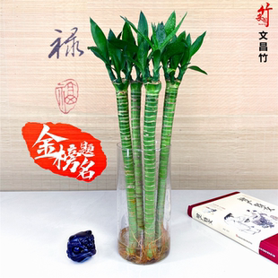 多头文昌竹4支带根龙竹水养富贵竹转运竹节节高水培植物室内客厅