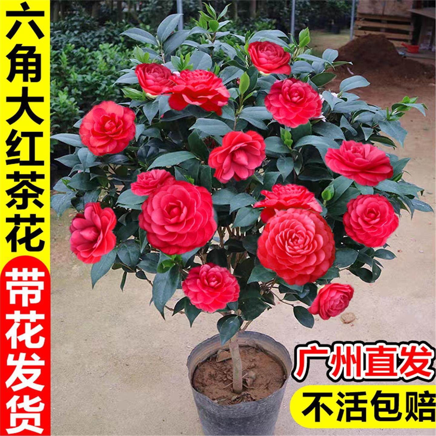 茶花树苗带花苞六角大红色山茶花盆栽室内外四季花卉绿植开花不断,鲜花速递/花卉仿真/绿植园艺,时令草本花卉,淘宝优惠券,粉丝福利购,淘宝优惠卷