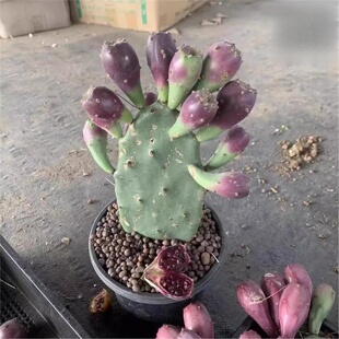 食用结果仙人掌宝塔黄大刺米邦塔仙人掌火龙果红花仙人掌大果树苗