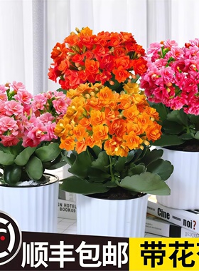 长寿花盆栽重瓣花大花带花苞金狐狸花卉植物室内花好养活绿植花卉