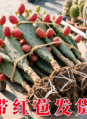 仙人掌带红苞食用新鲜绿色多肉植物盆栽红果可食用仙人掌室外种苗