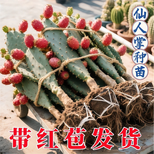 仙人掌带红苞食用新鲜绿色多肉