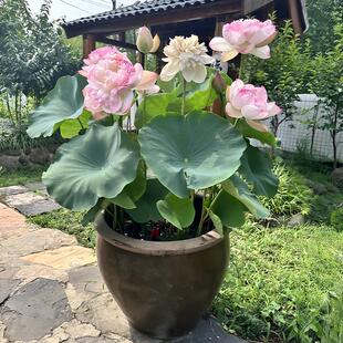 观赏荷花种藕池塘莲藕种苗荷花盆栽水养睡莲四季 开花碗莲水培植物