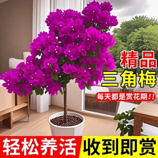 重瓣三角梅四季盆栽老桩带花植物开花三角梅花树苗室内花卉绿植