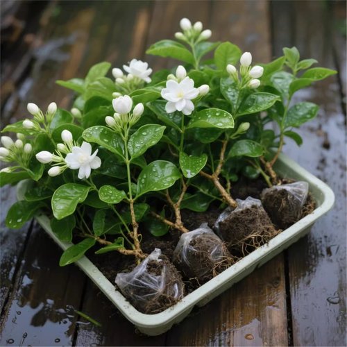 茉莉花盆栽带花苞四季绿植花期超