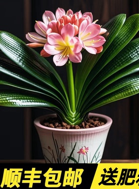 四季君子兰盆栽带花苞小苗花卉植物室内易活绿植水培好养多肉大全