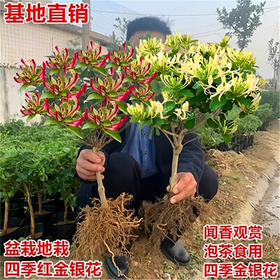 金银花树苗四季药用爬藤老桩花苗