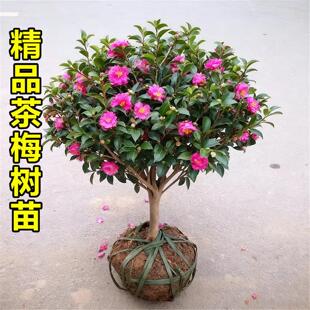 茶梅花树苗老桩盆栽红茶梅花树苗山茶花卉带花苞小苗庭院四季植物