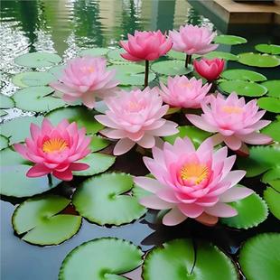 睡莲花苗水培植物耐寒盆栽水生花卉庭院池塘特大荷花带花苞四季 开