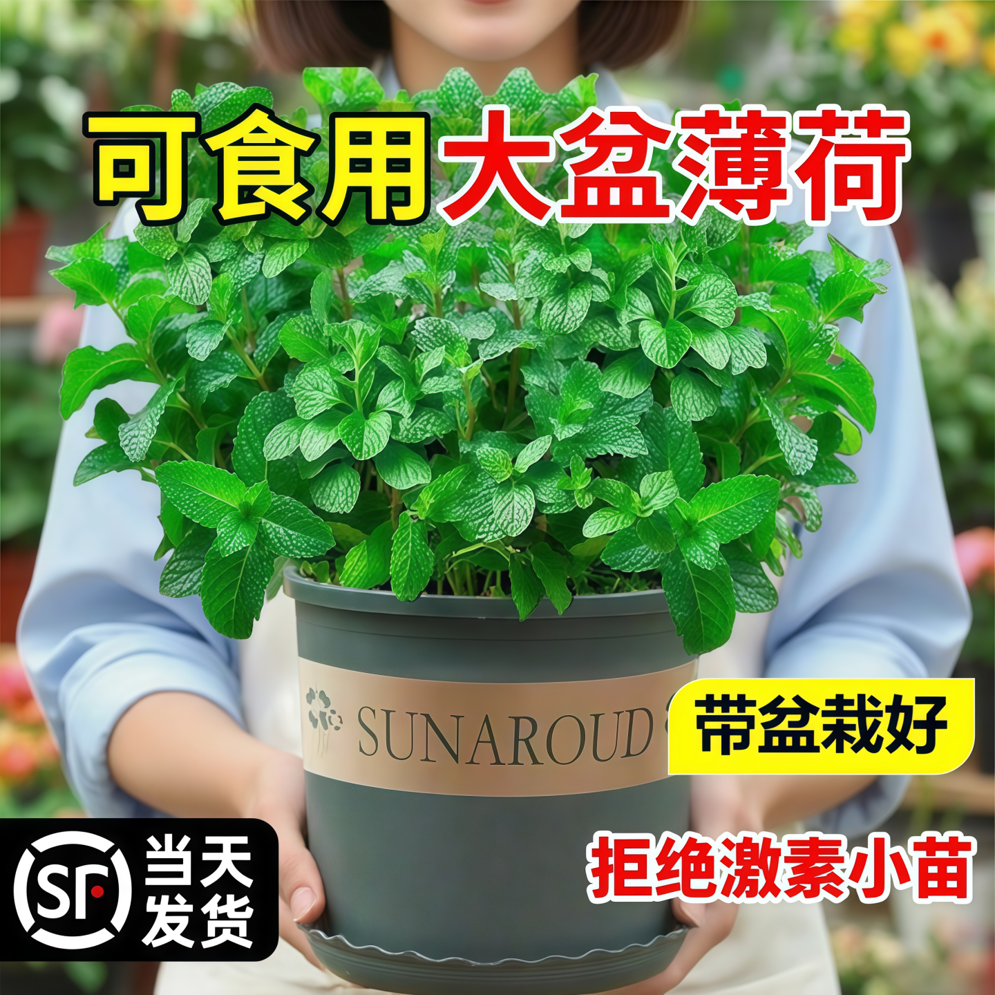 大盆薄荷栽可食用苗驱蚊绿