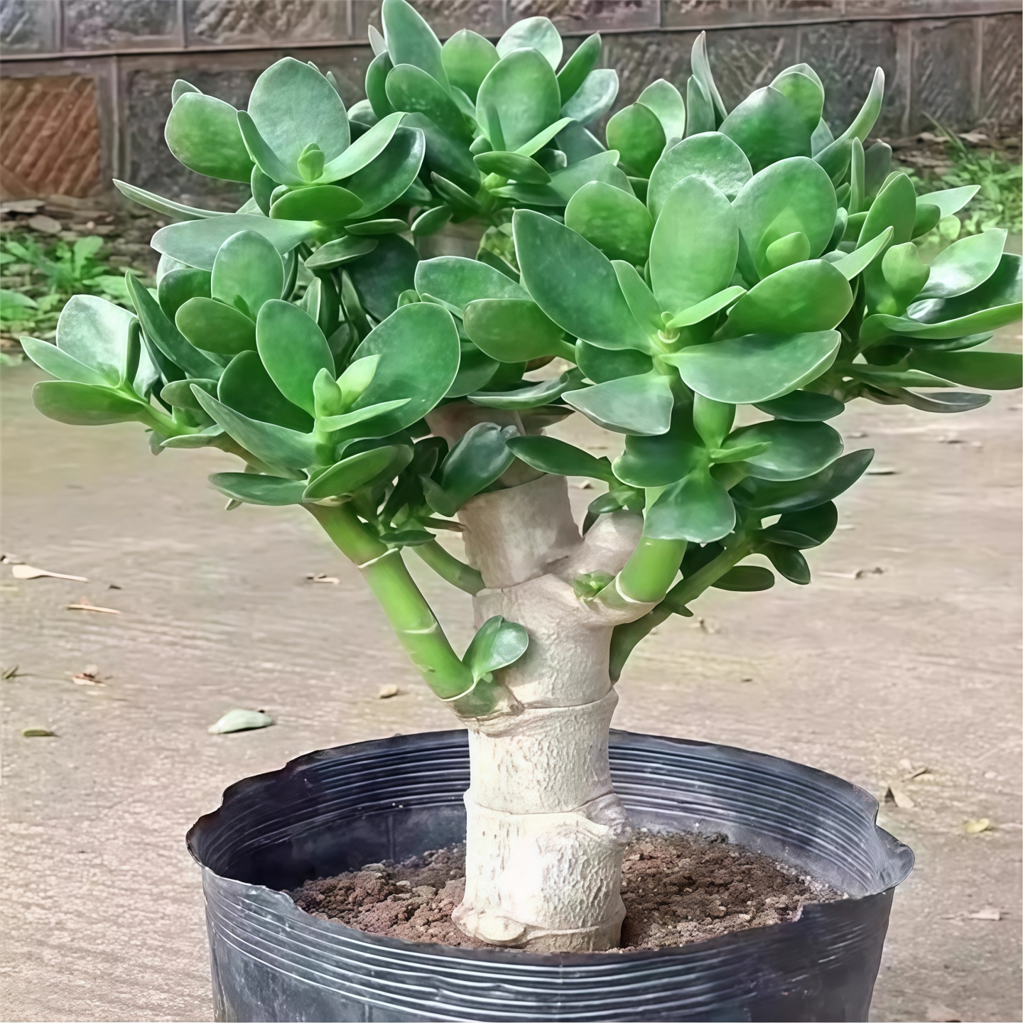 玉树盆栽老桩景大型含室内