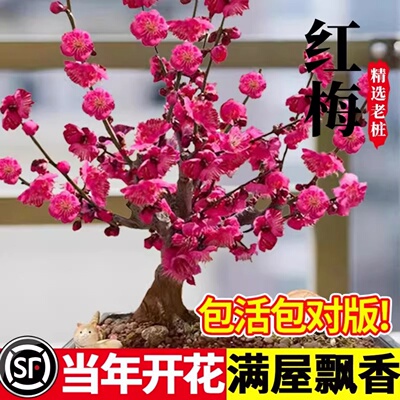 梅花盆栽树苗老桩景阳台庭