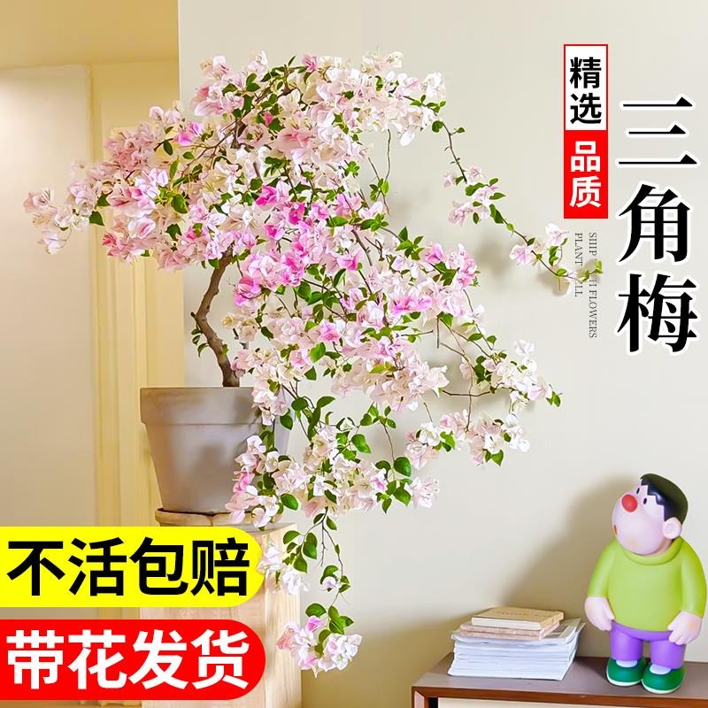 三角梅盆栽带花苞四季开重