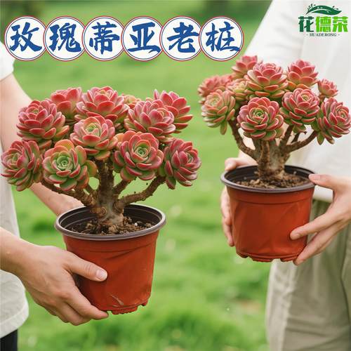 玫瑰蒂亚老桩昆明直发多头多肉