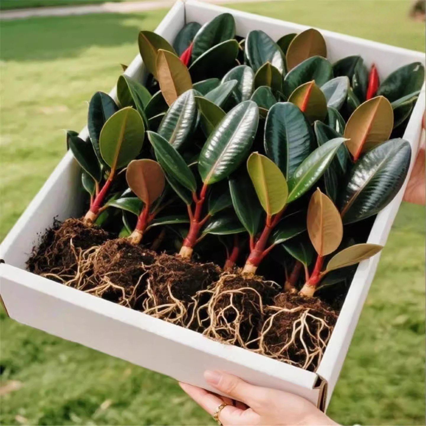 黑金刚橡皮树盆栽净室内家庭植物