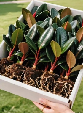 黑金刚橡皮树盆栽净室内家庭植物办公桌面懒人盆栽观叶绿植绿金刚