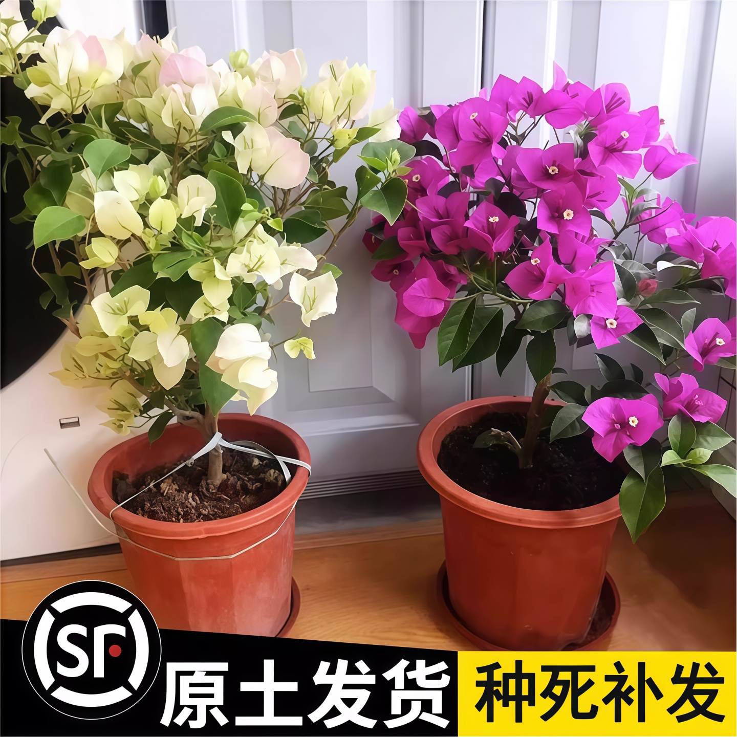 三角梅带花盆栽绿樱爬藤重瓣老桩