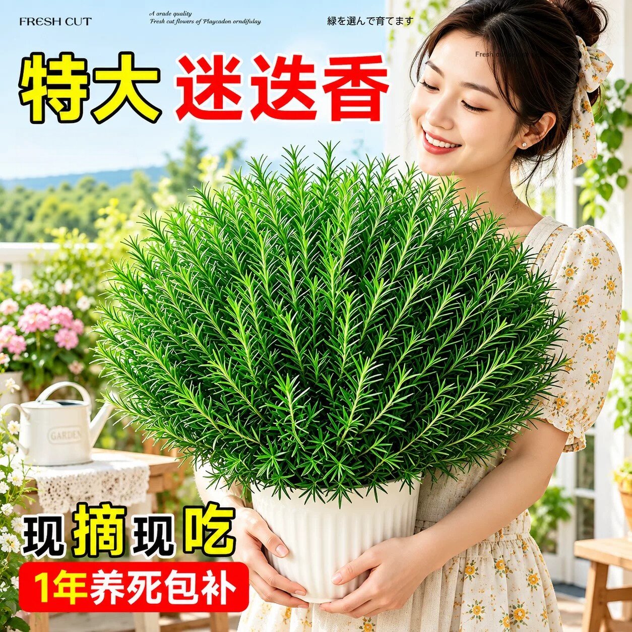 新鲜可食用迷迭香薄荷大盆组合盆栽室内四季懒人易养香草绿植