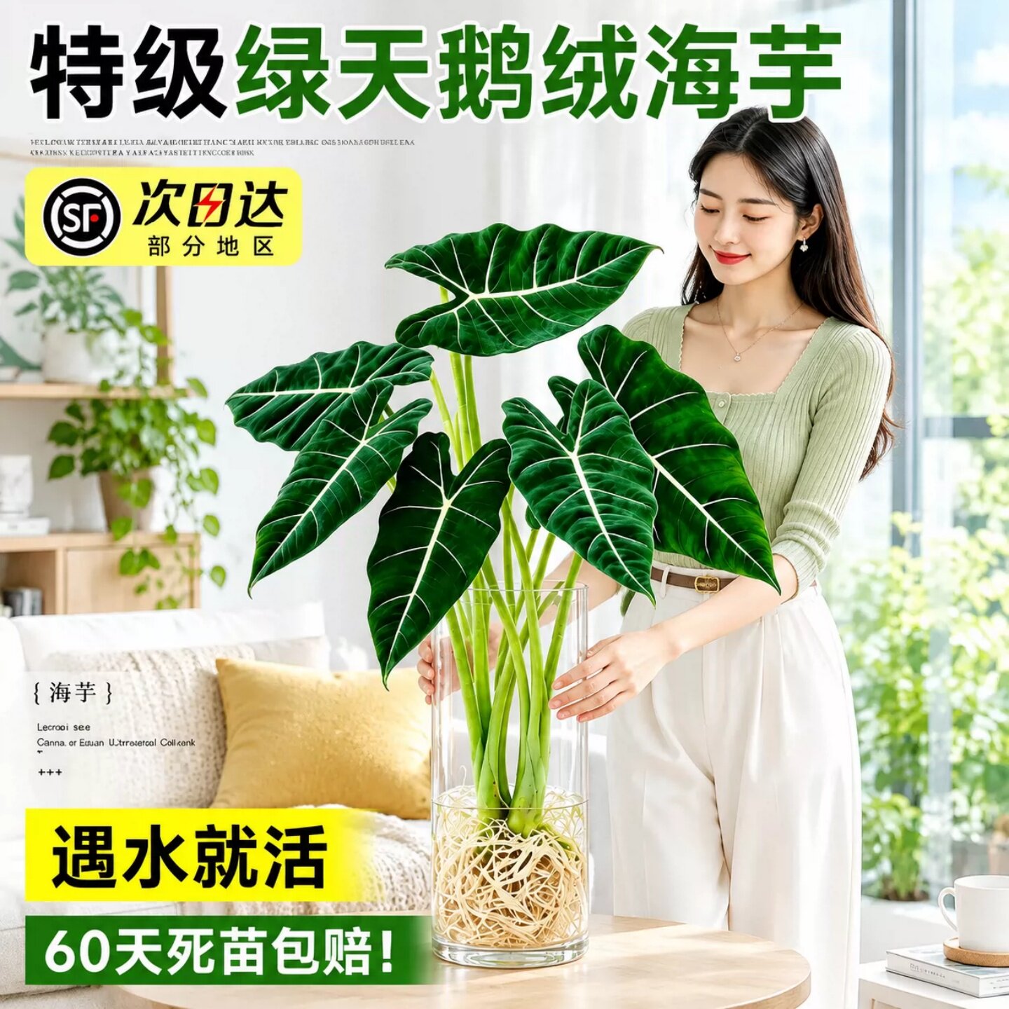 绿天鹅绒海芋水培绿植室内办公桌大型观叶盆栽热带植物耐阴好养新