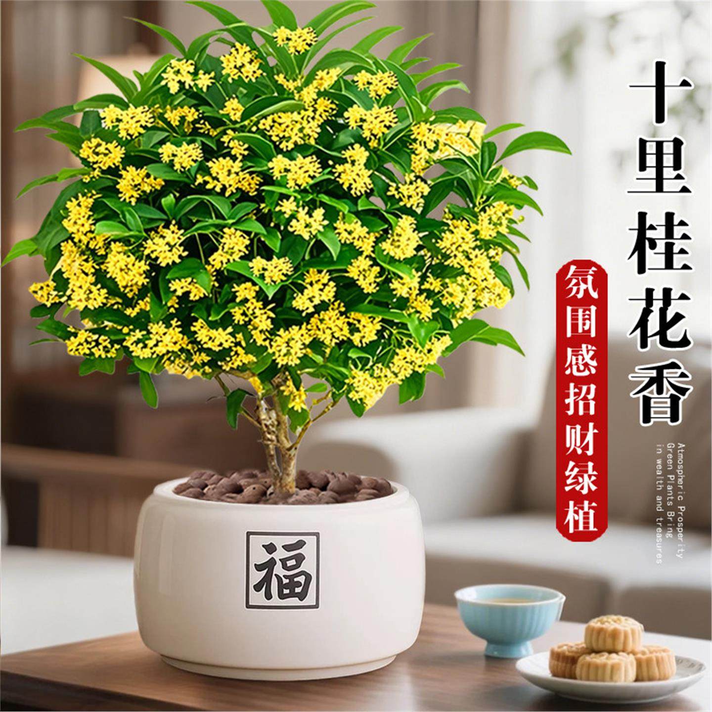 桂花树盆栽招财旺宅桌面盆景办公室绿植室内客厅中式禅意四季植物,鲜花速递/花卉仿真/绿植园艺,造型盆景,淘宝优惠券,粉丝福利购,淘宝优惠卷