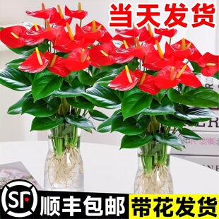 水培火鹤花盆栽带花室内外鸿运当头白掌一帆风顺好养易活卉绿植物