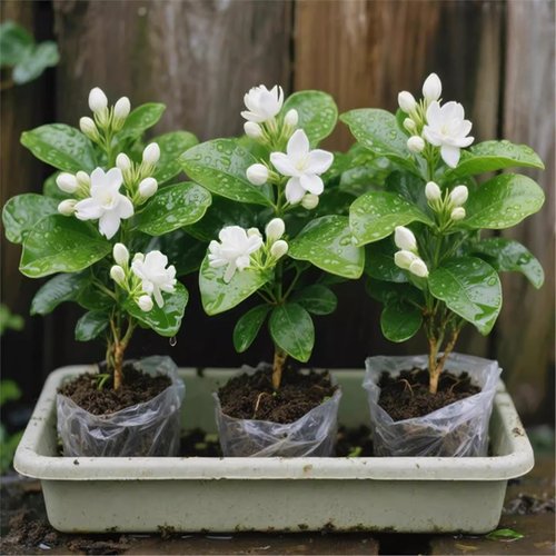 香水茉莉横县茉莉花盆栽阳台窗台